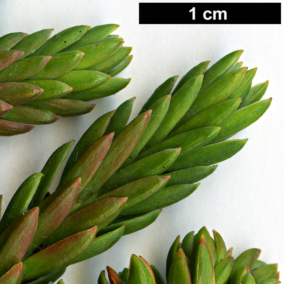 High resolution image: Family: Cupressaceae - Genus: Juniperus - Taxon: taxifolia - SpeciesSub: var. lutchuensis